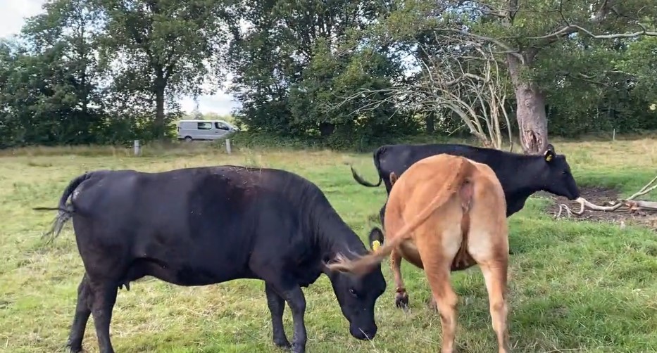 Oerkefír - Fermentovaný kefír v kapslích - Modern Native